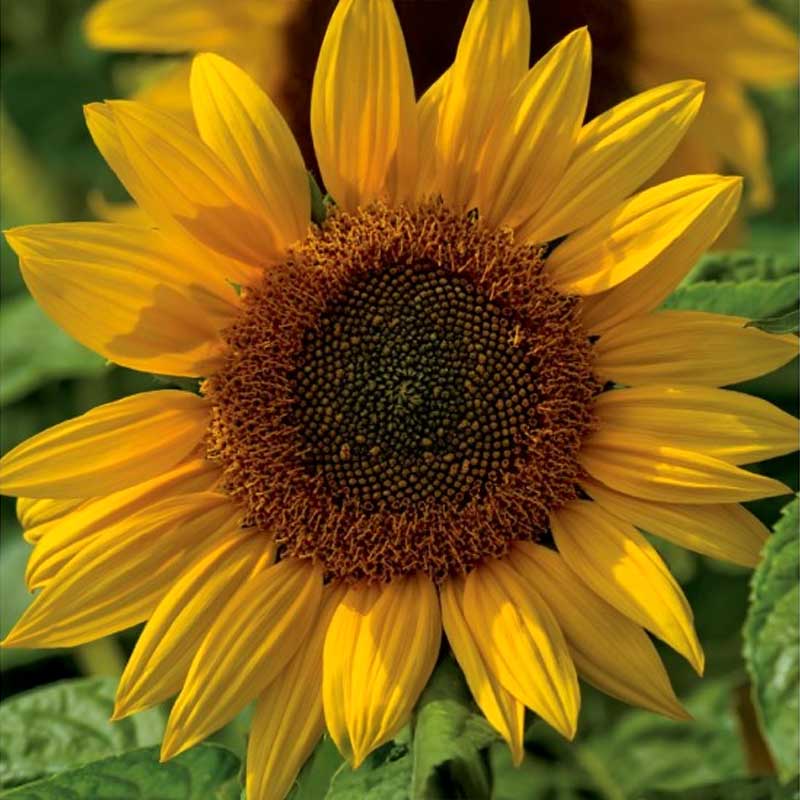 Solsikke 'Henry Wilde'