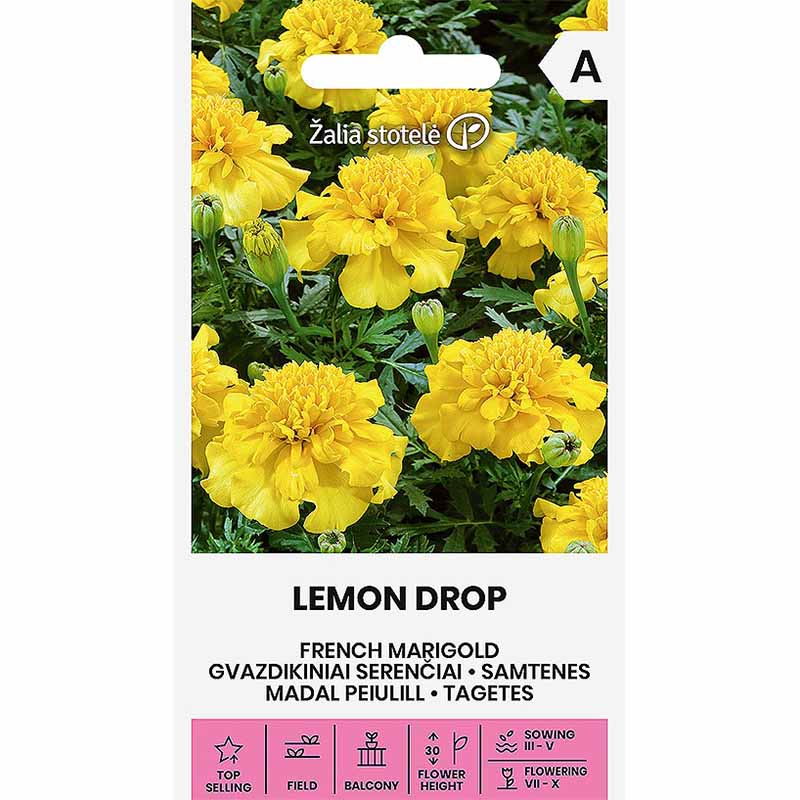 Fløjlsblomst 'Lemon Drop'
