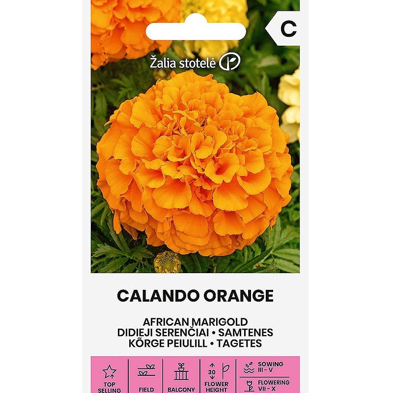 Store fløjlsblomster 'Calando orange'