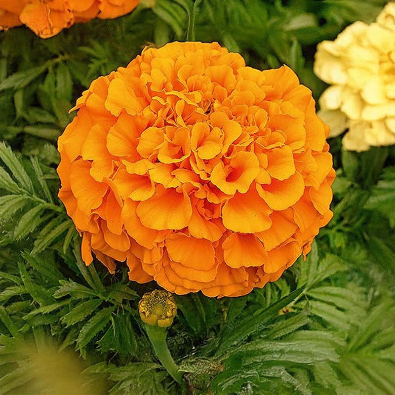 Store fløjlsblomster 'Calando orange'