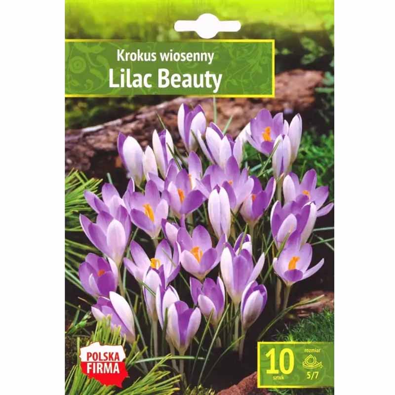 Krokus 'Lilac Beauty'