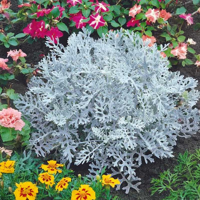 Dusty Miller 'Silver dust'