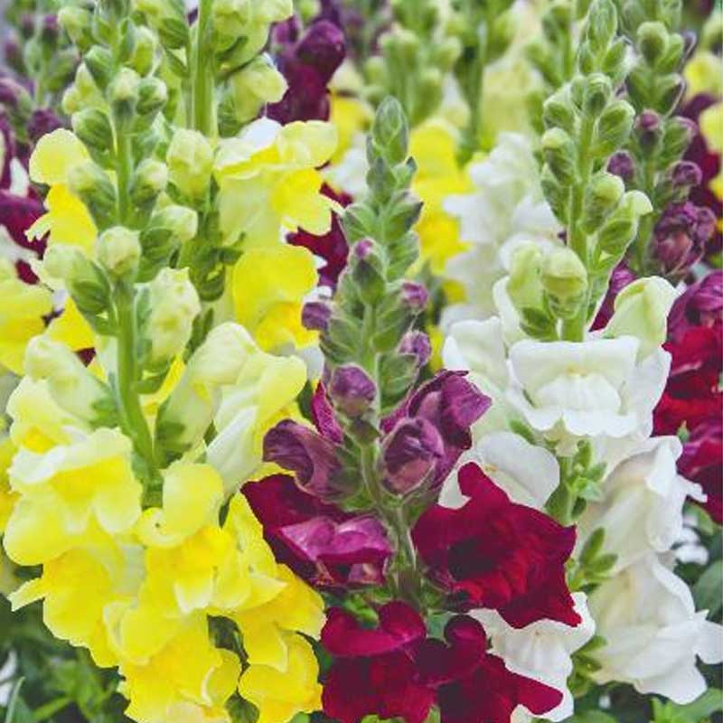 Løvemund 'Brighton Rock'