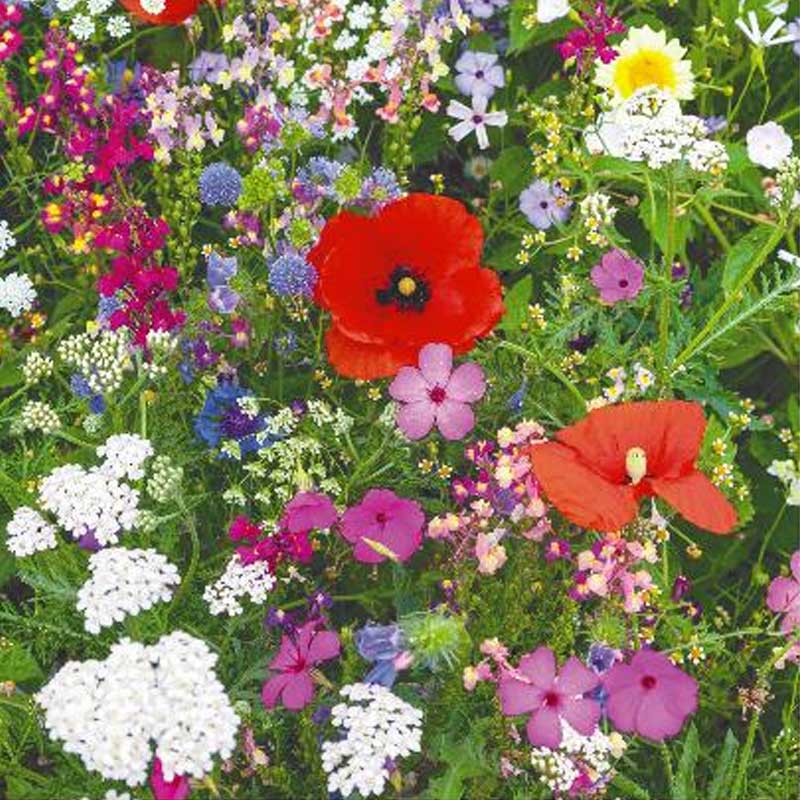 Blomsterblanding 'Wild Flowers'