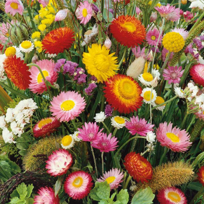 Blomsterblanding 'Everlasting'