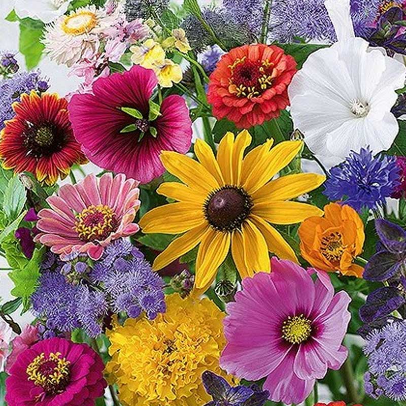 Blomsterblanding 'Last Minute'