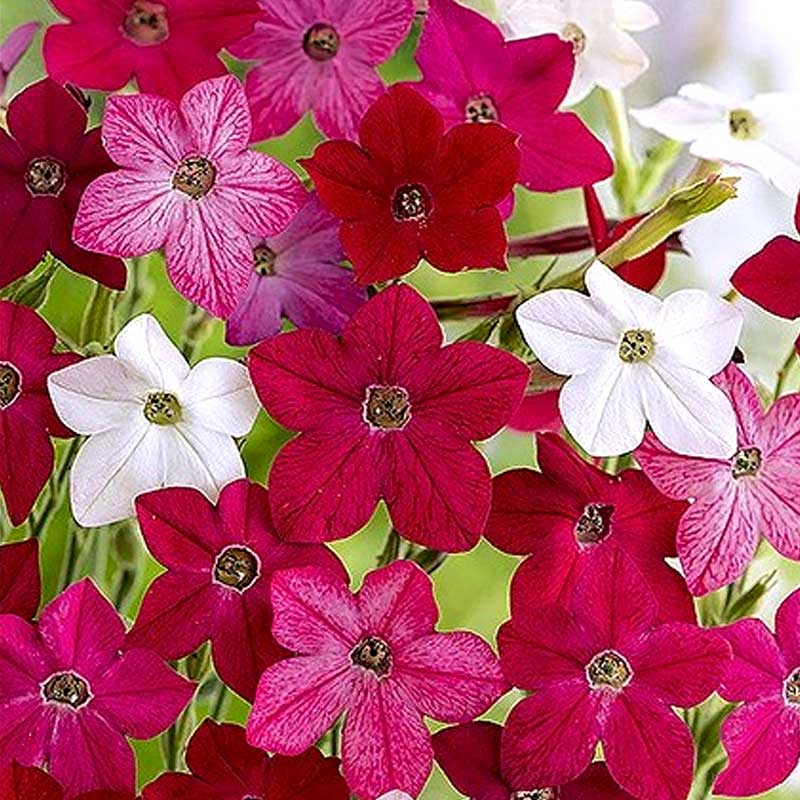 Prydtobak 'Sensation'