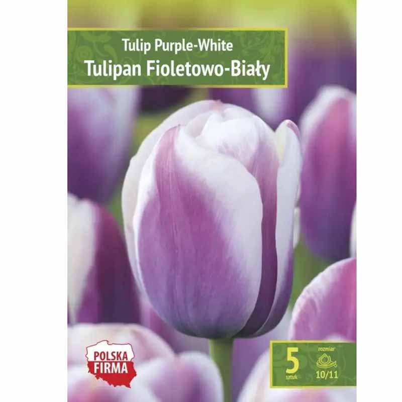 Tulipan lilla-hvid