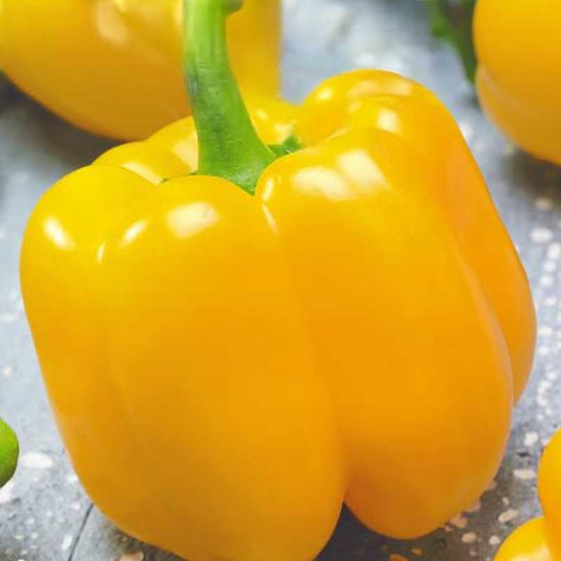 Bell Pepper 'Quadrato d'asti giallo'
